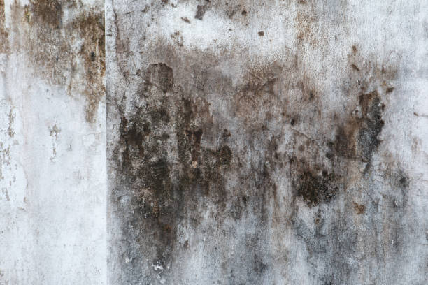 Mold Documentation for Insurance Claims in Lambertville, NJ