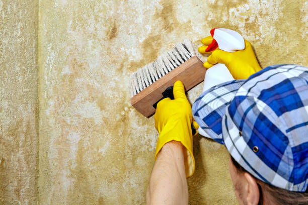 Asbestos and Lead Testing During Mold Inspection in Lambertville, NJ