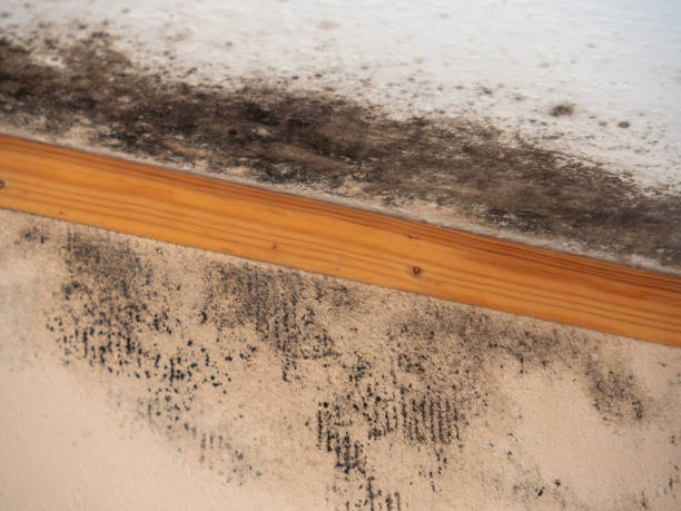 Lambertville, NJ Mold Removal Company