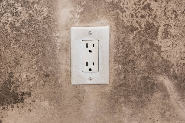 Best Basement Mold Removal  in Lambertville, NJ