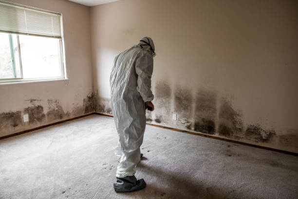Best Comprehensive Air Testing for Mold Contaminants  in Lambertville, NJ