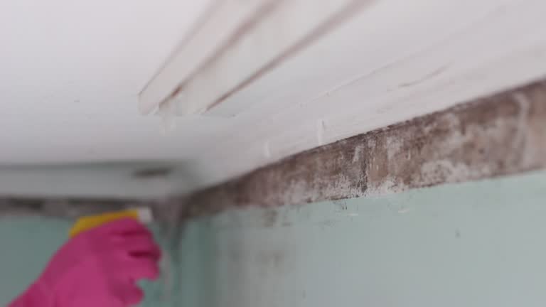 Best Water Damage & Mold Remediation  in Lambertville, NJ